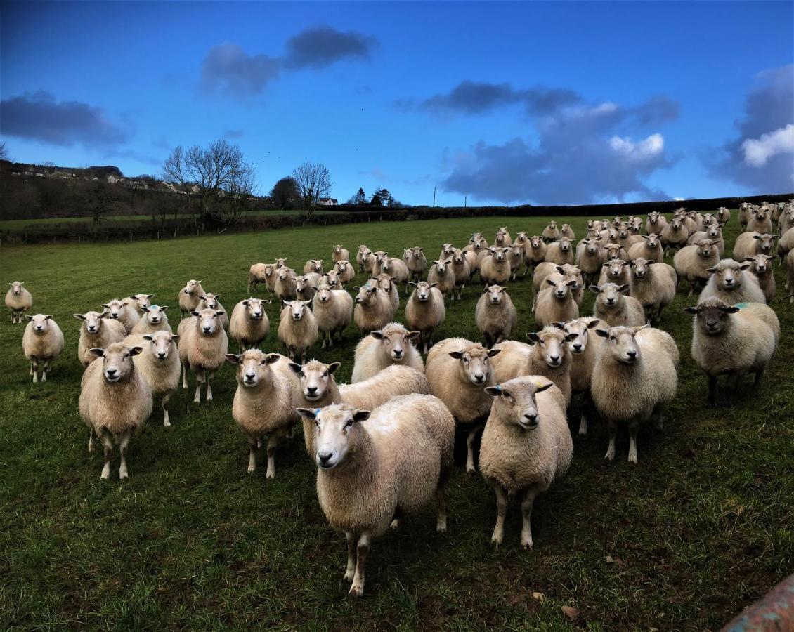 Villa Nantgwynfaen Organic Farm Wales Llandysul Esterno foto