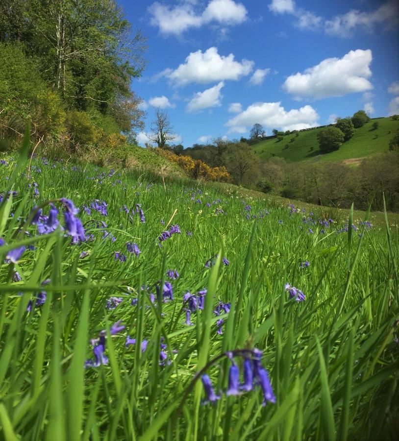 Villa Nantgwynfaen Organic Farm Wales Llandysul Esterno foto